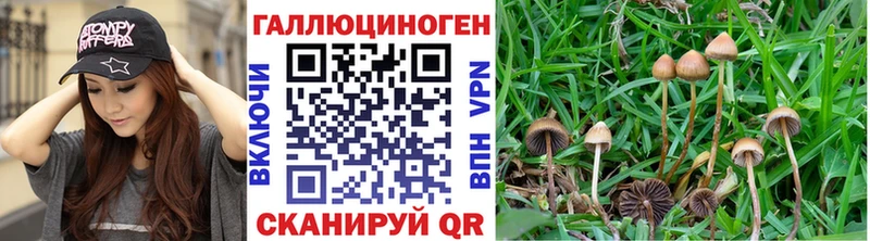 Галлюциногенные грибы Psilocybine cubensis  наркошоп  Старая Русса 